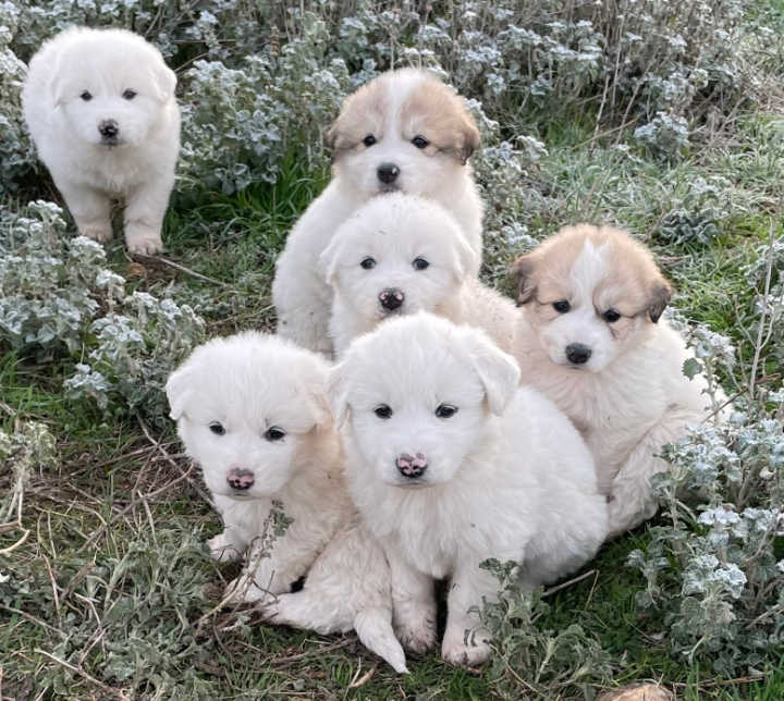 Great Pyrenees Puppies